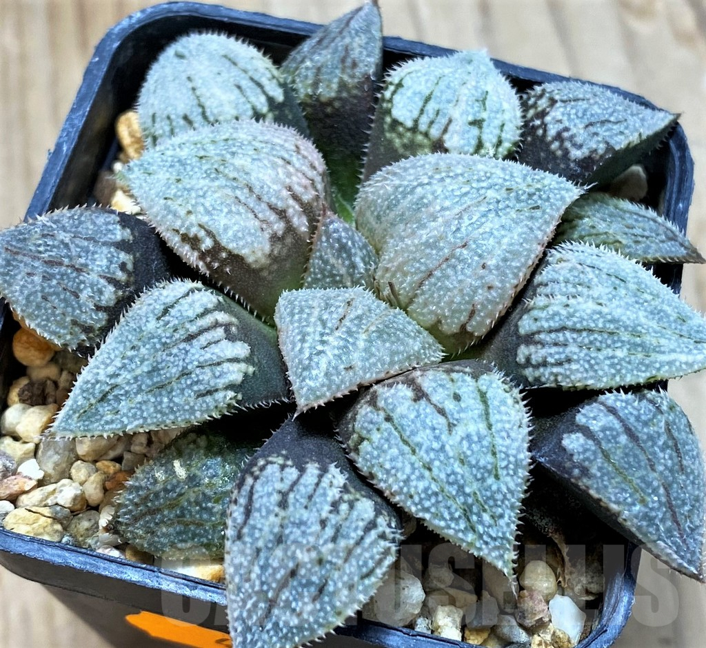 SH13132 Haworthia splendens 'Nautilus' - Imagen 2