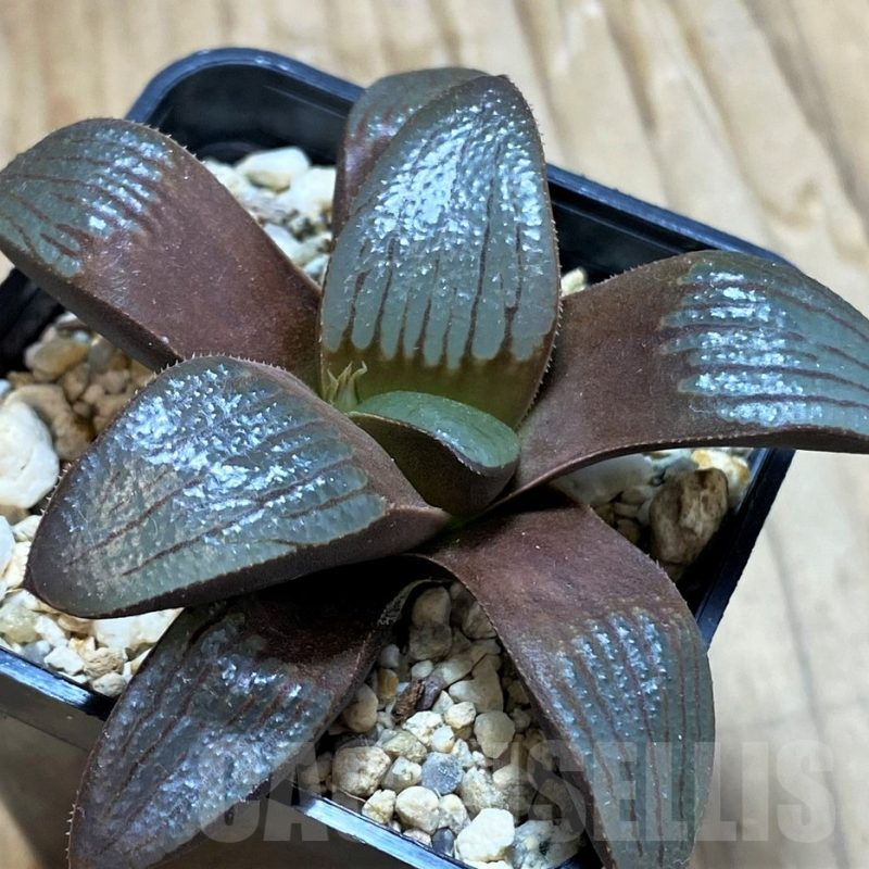 SH13133 Haworthia springbokvlakensis hybrid