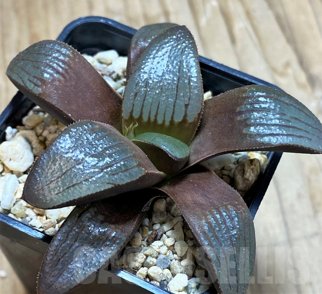 SH13133 Haworthia springbokvlakensis hybrid