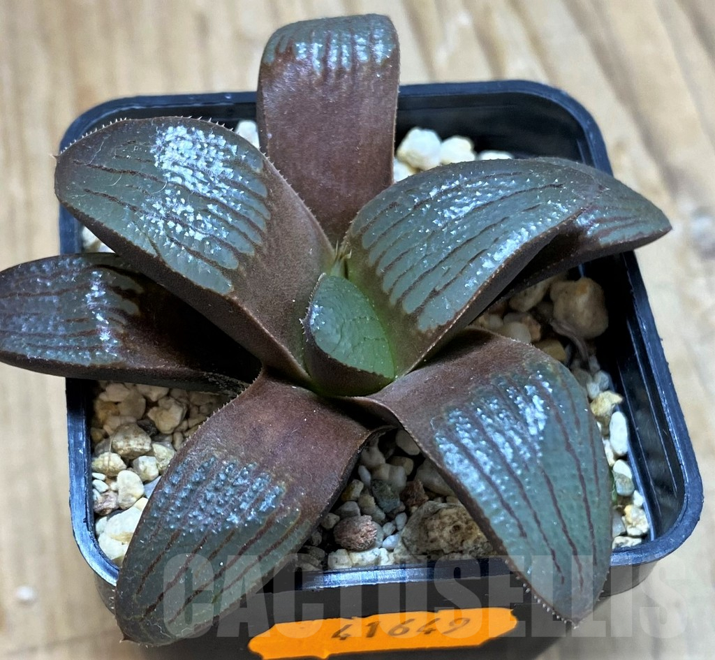 SH13133 Haworthia springbokvlakensis hybrid - Image 2