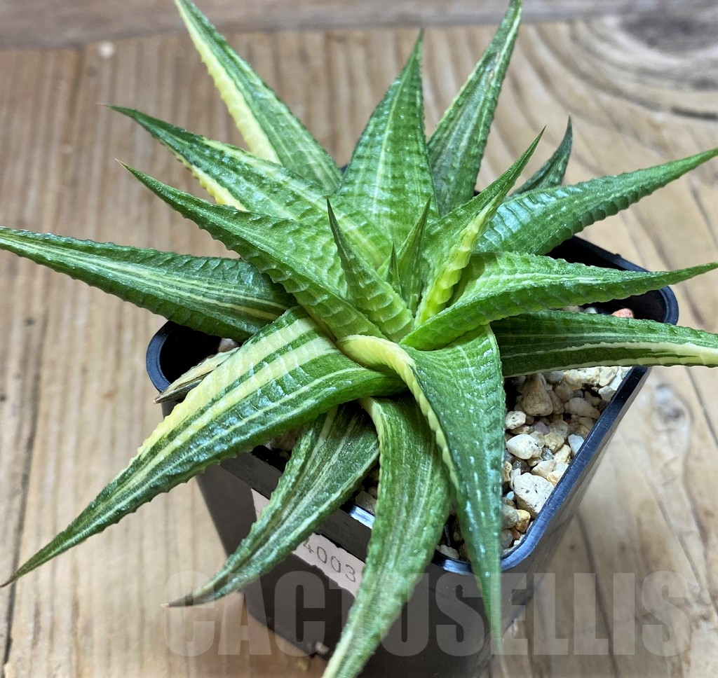 SH13126 Haworthia limifolia hybrid f. variegata - immagine 2