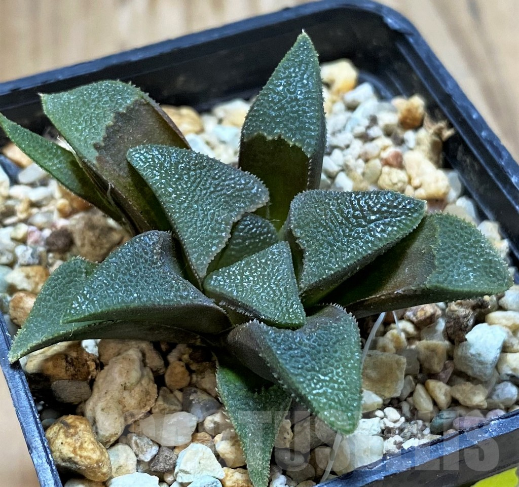 SH13138 Haworthia magnifica v. atrofusca