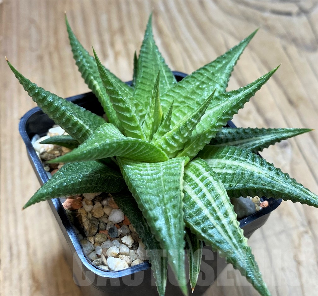 SH13127 Haworthia limifolia hybrid f. variegata - Image 2