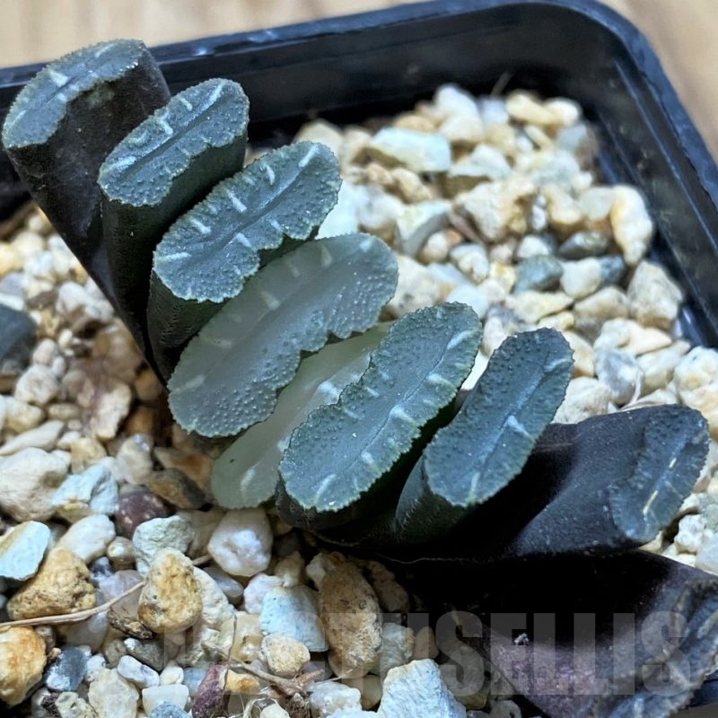 SH13141 Haworthia truncata -Japan-