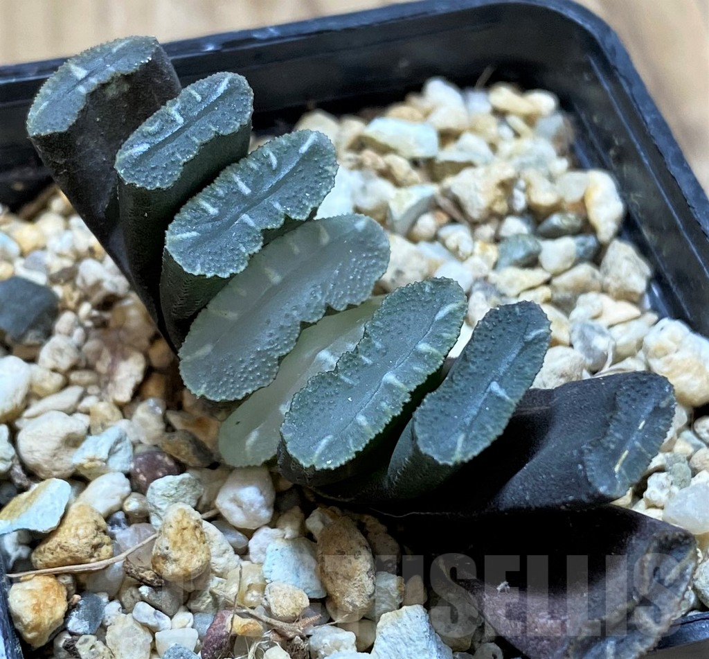 SH13141 Haworthia truncata -Japan-