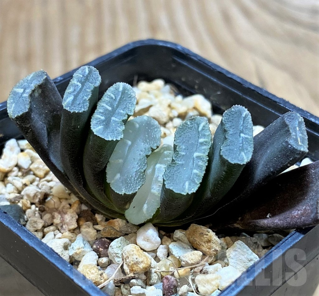 SH13141 Haworthia truncata -Japan- - Image 2