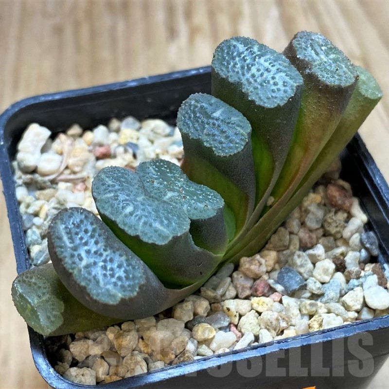 SH13142 Haworthia truncata SH