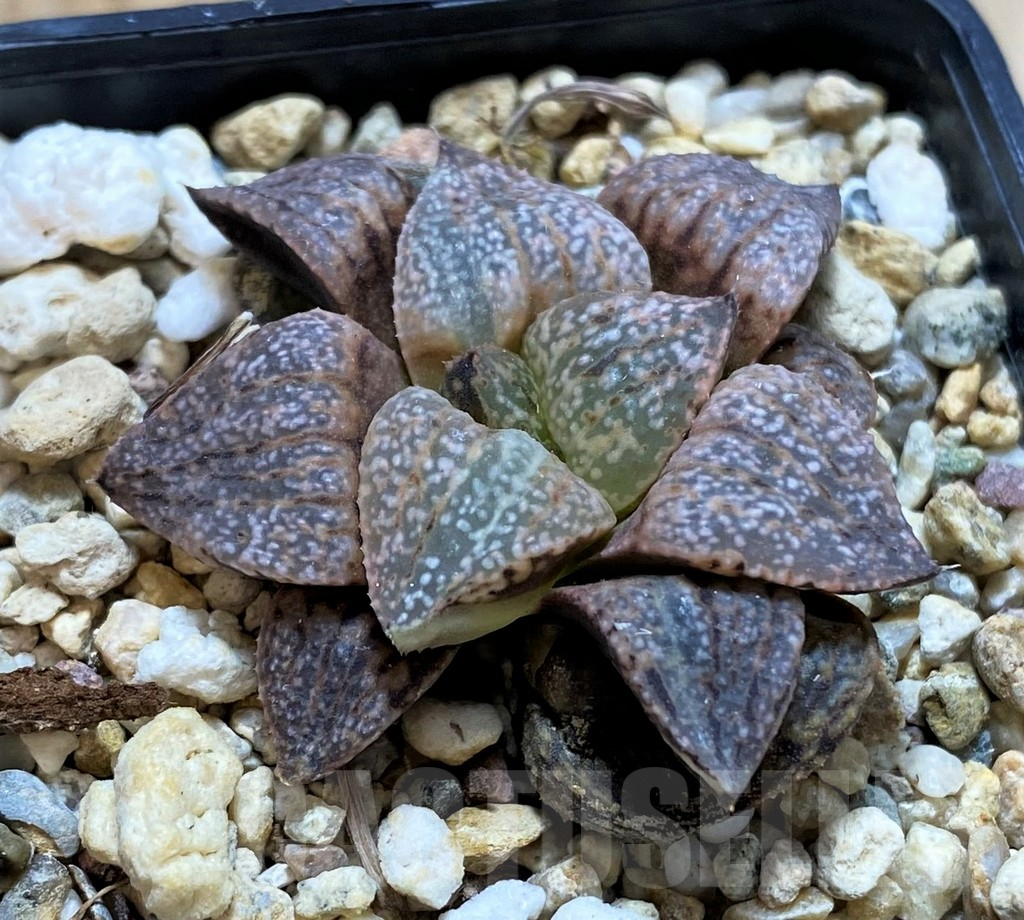 SH13143 Haworthia picta f. variegata ? -Japan- - immagine 2