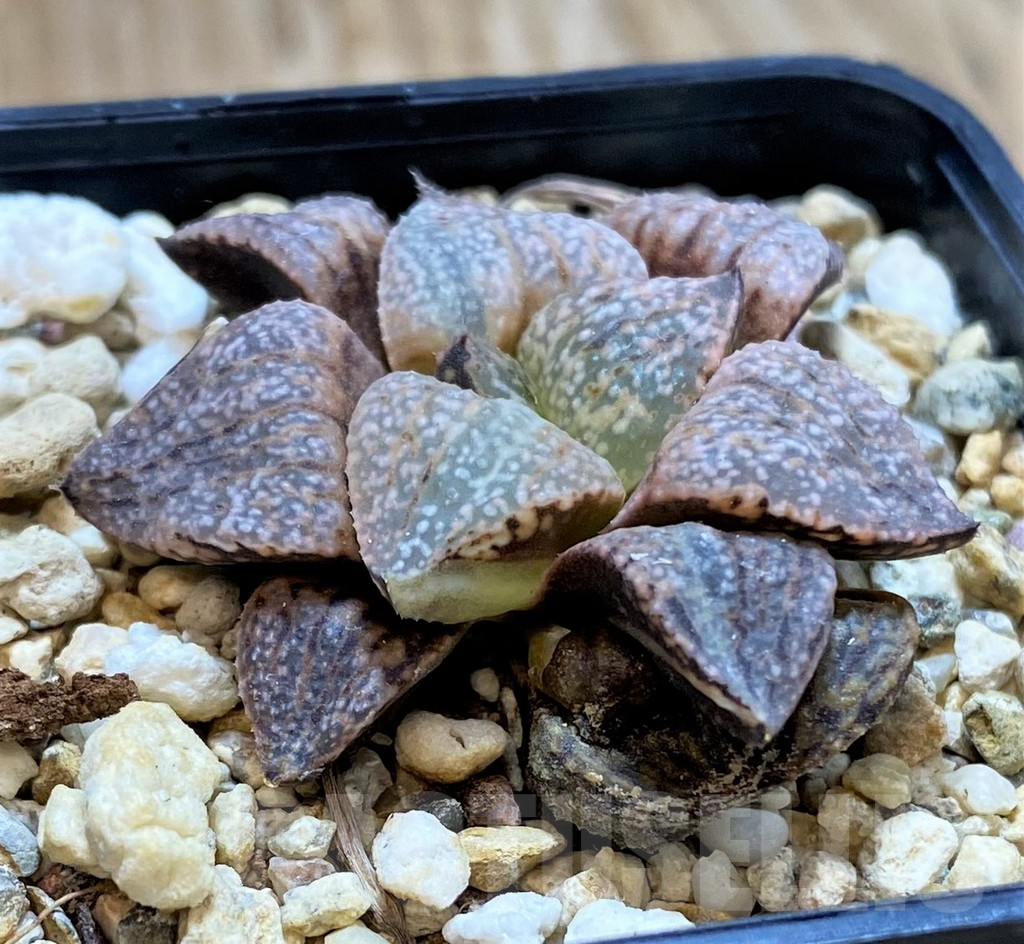 SH13143 Haworthia picta f. variegata ? -Japan-