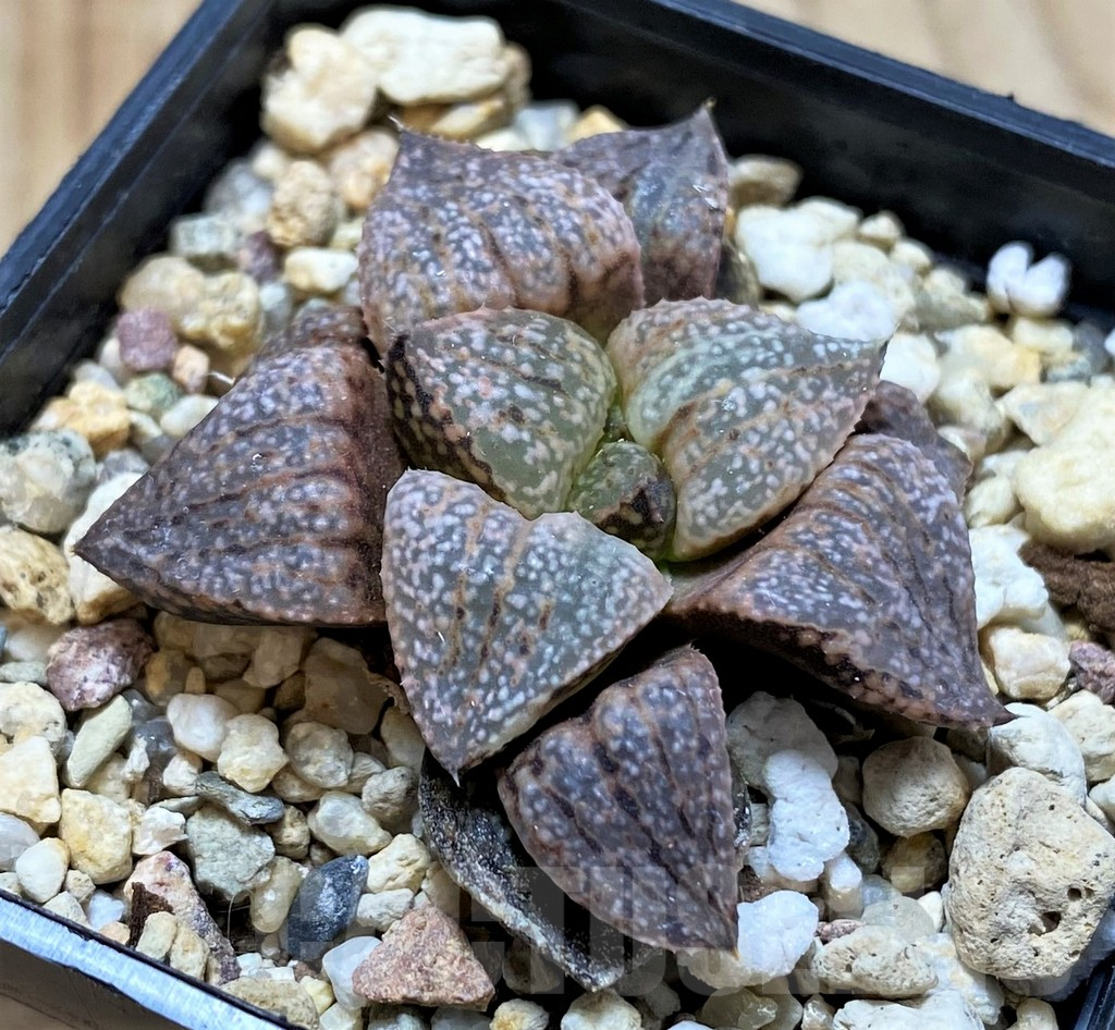 SH13143 Haworthia picta f. variegata ? -Japan- - immagine 3