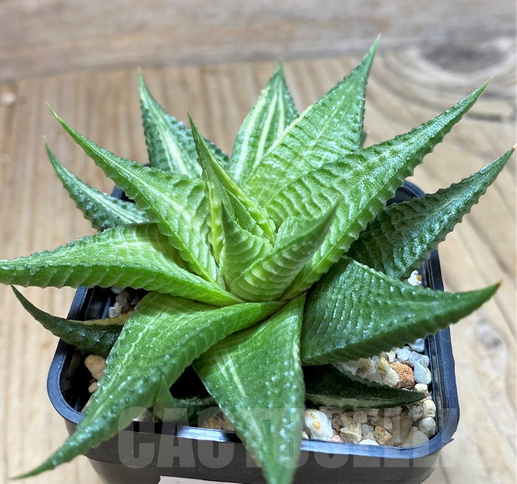 SH13127 Haworthia limifolia hybrid f. variegata - Image 3