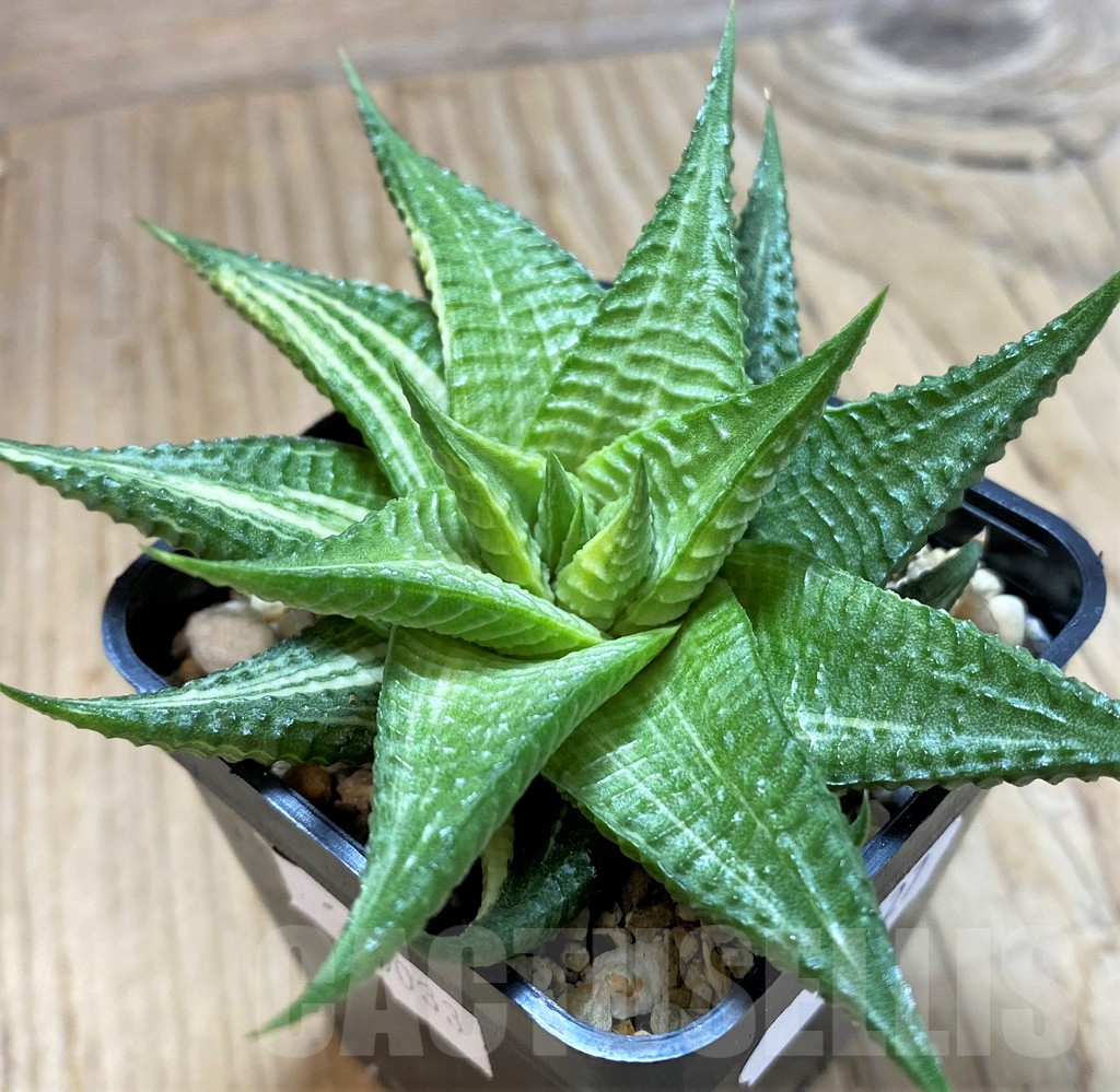 SH13127 Haworthia limifolia hybrid f. variegata