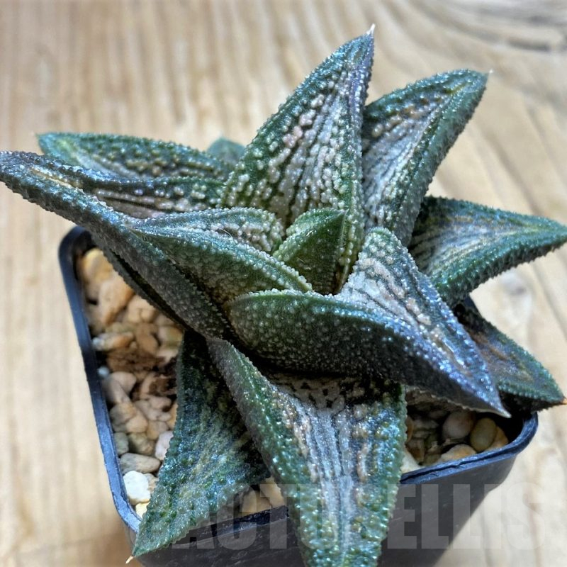 SH13128 Haworthia 'Kintaikyo'