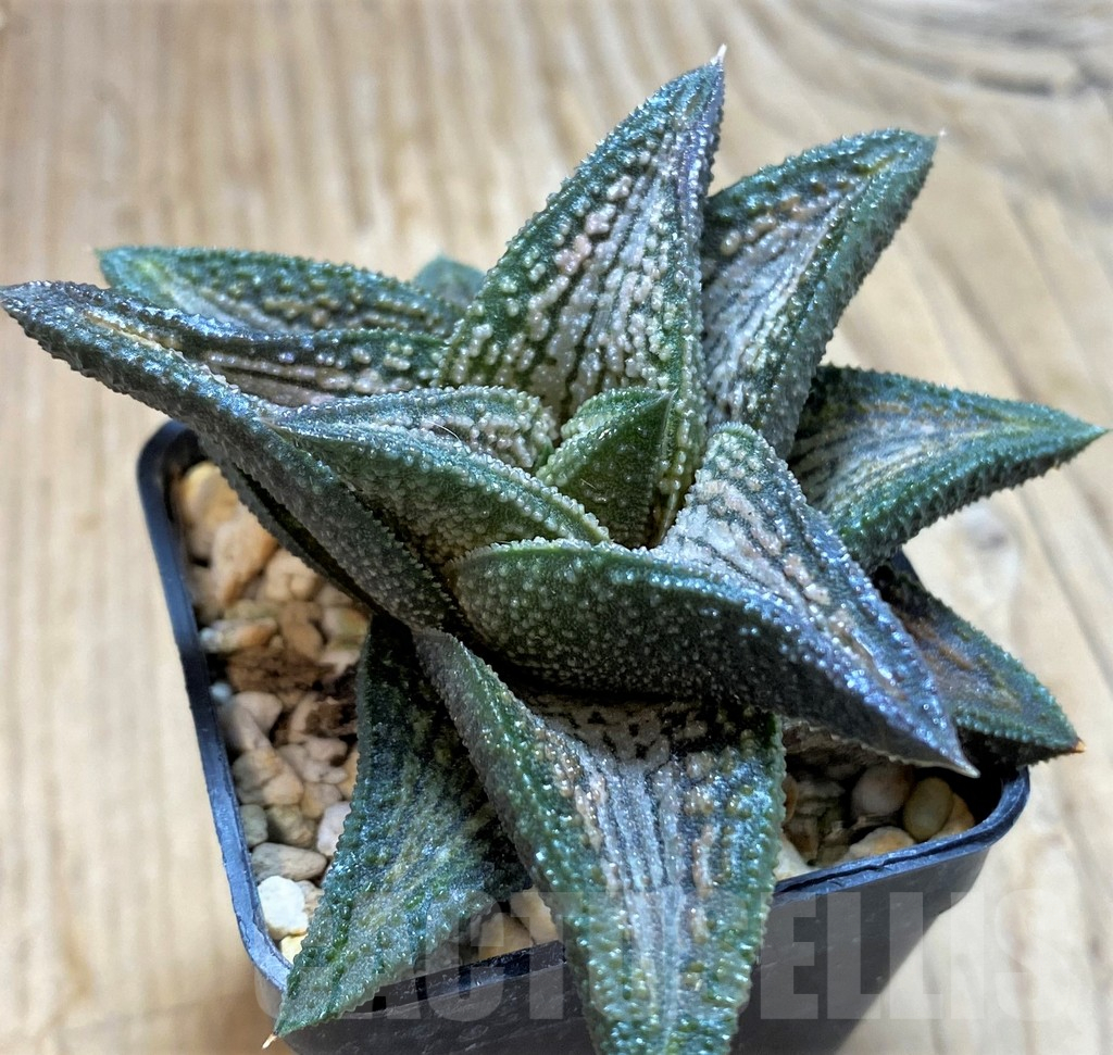 SH13128 Haworthia 'Kintaikyo'