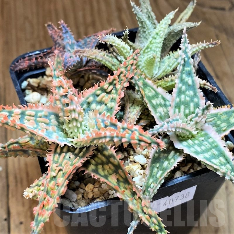 SH13612 Aloe TCT hybrid mix