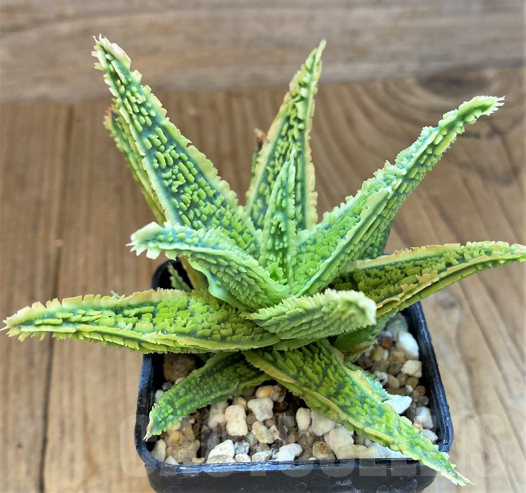 SH14227 Aloe TCT hybrid - immagine 2