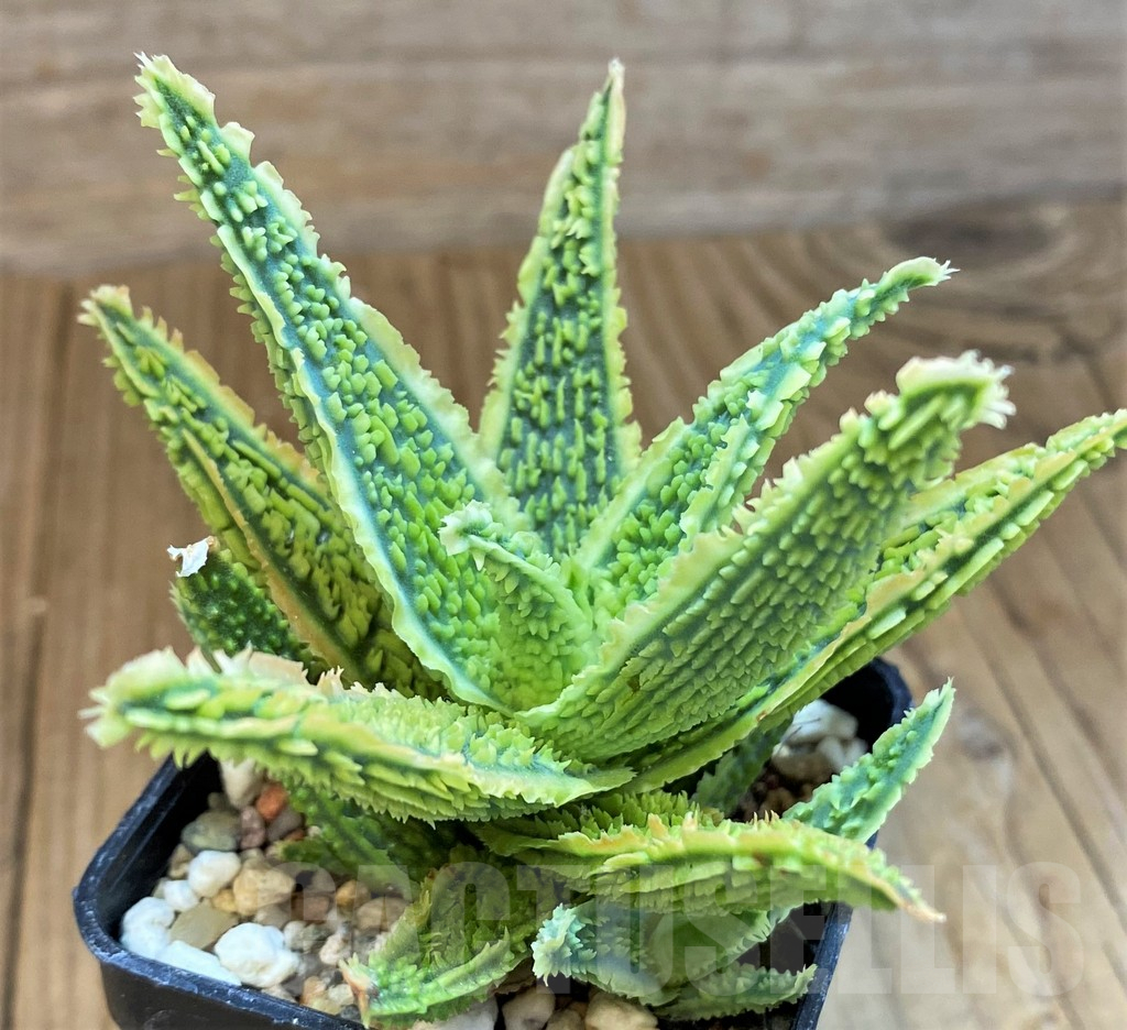 SH14227 Aloe TCT hybrid