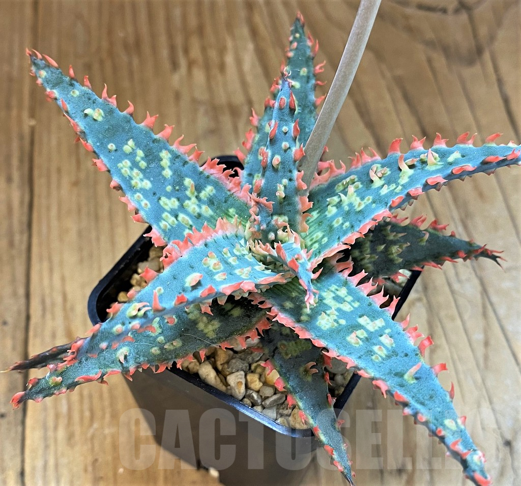 SH14228 Aloe TCT hybrid - Image 3