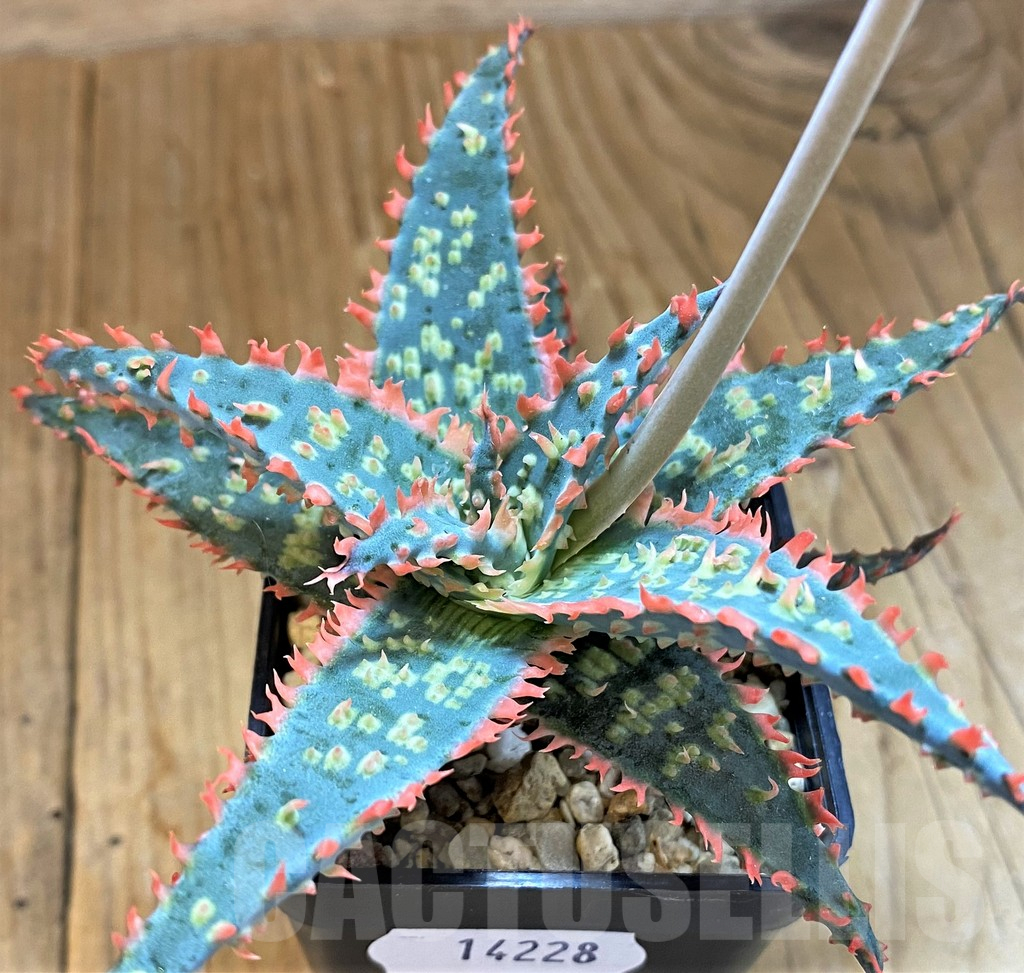 SH14228 Aloe TCT hybrid - Image 2