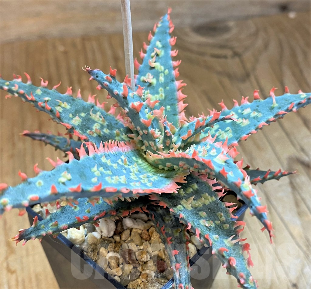SH14228 Aloe TCT hybrid