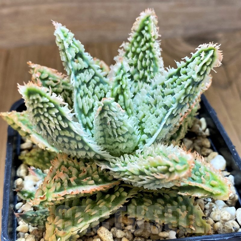 SH14234 Aloe TCT hybrid