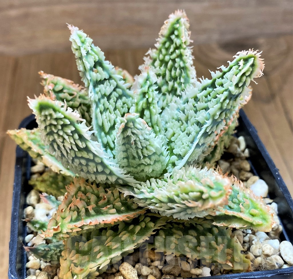 SH14234 Aloe TCT hybrid