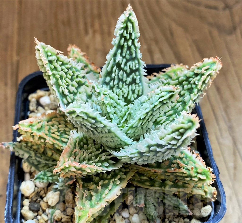 SH14234 Aloe TCT hybrid - Image 2