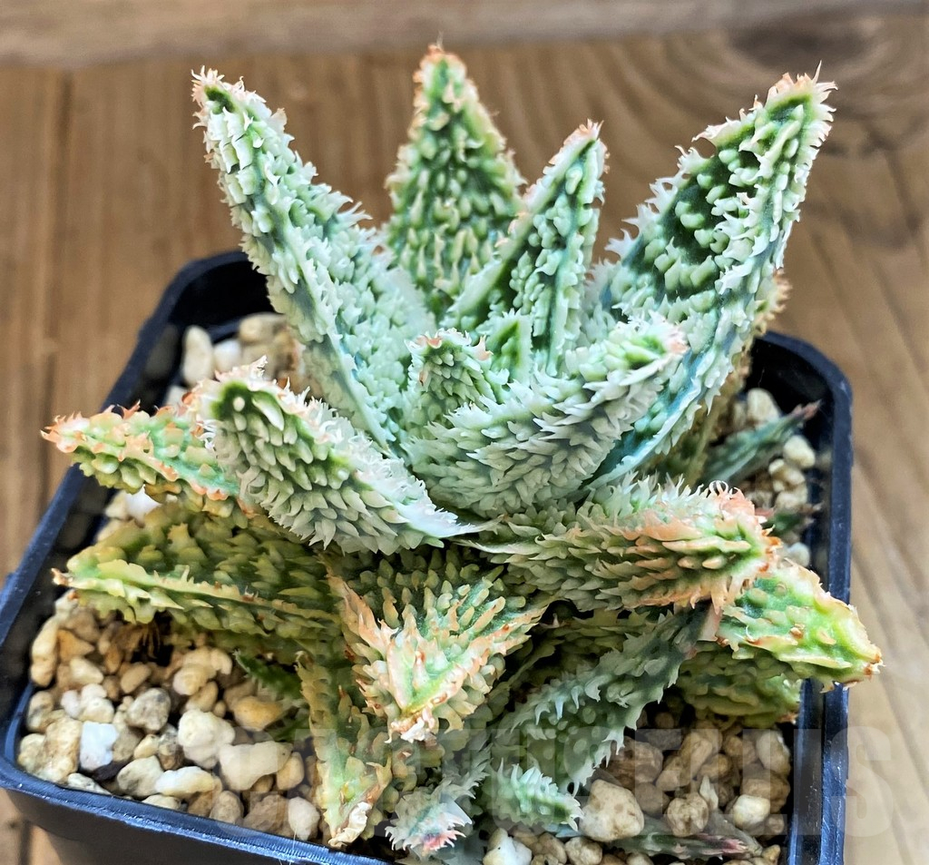SH14234 Aloe TCT hybrid - Image 3
