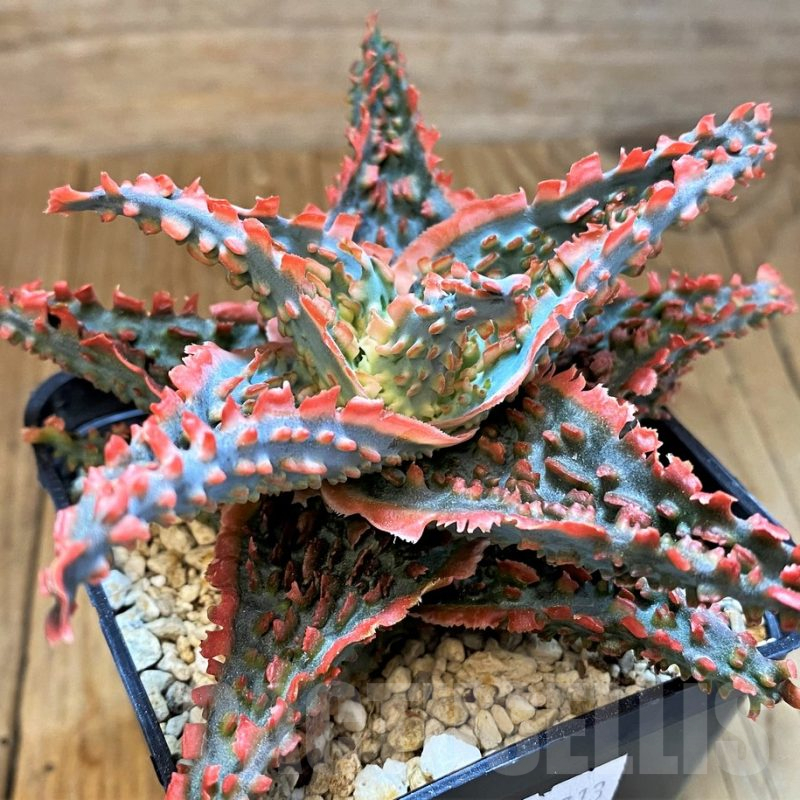 SH14235 Aloe TCT hybrid