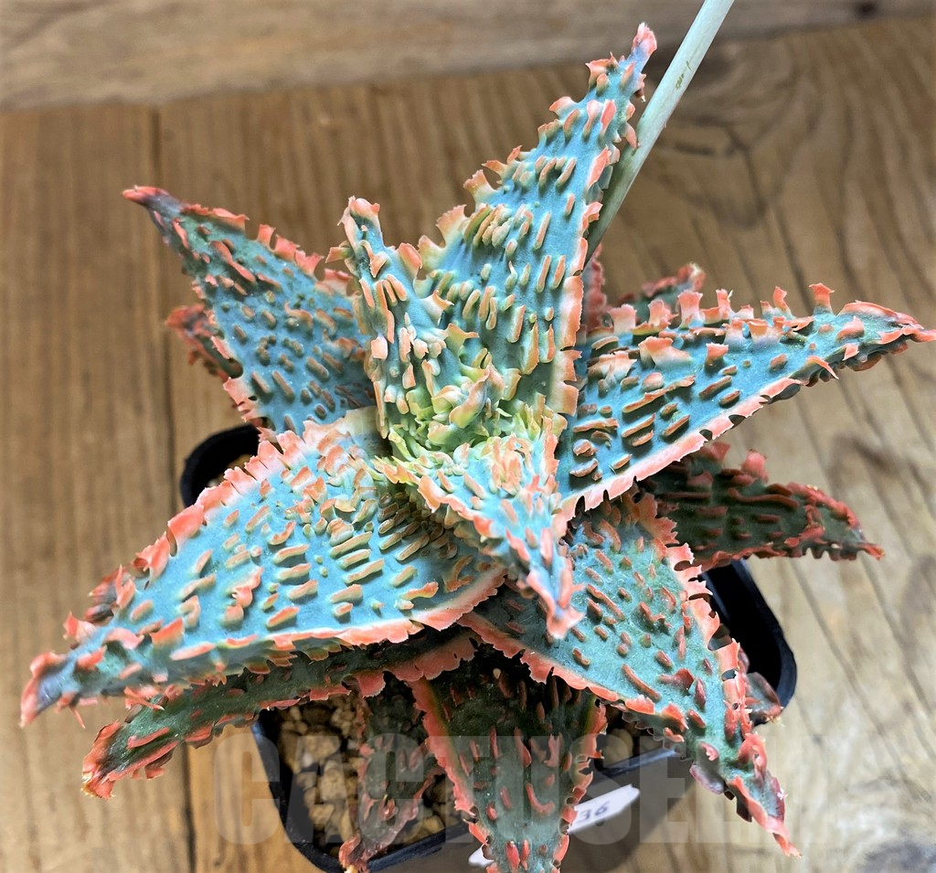 SH14236 Aloe TCT hybrid - Image 2