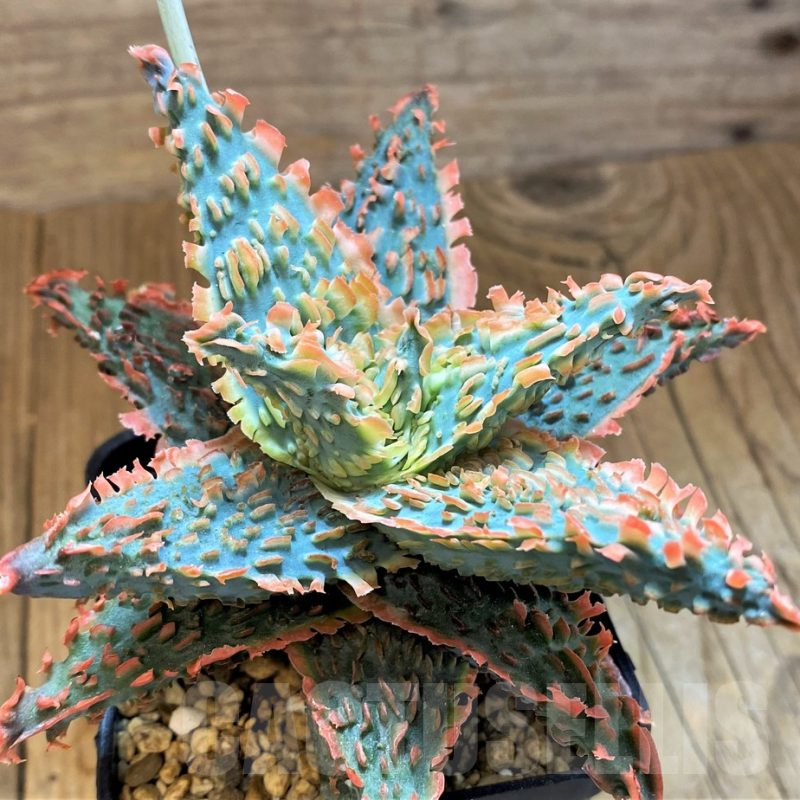 SH14236 Aloe TCT hybrid