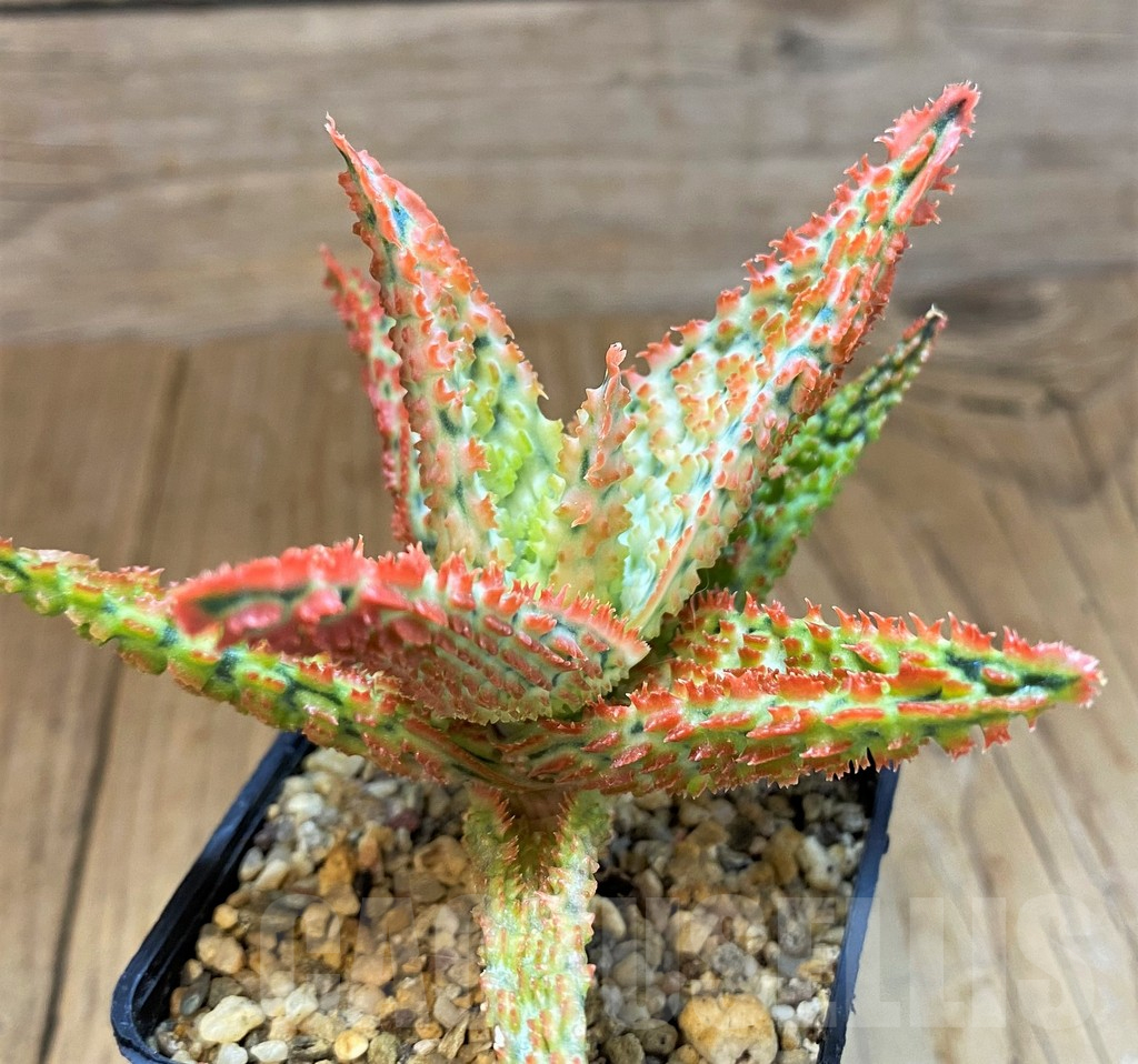 SH14242 Aloe TCT hybrid - Image 3