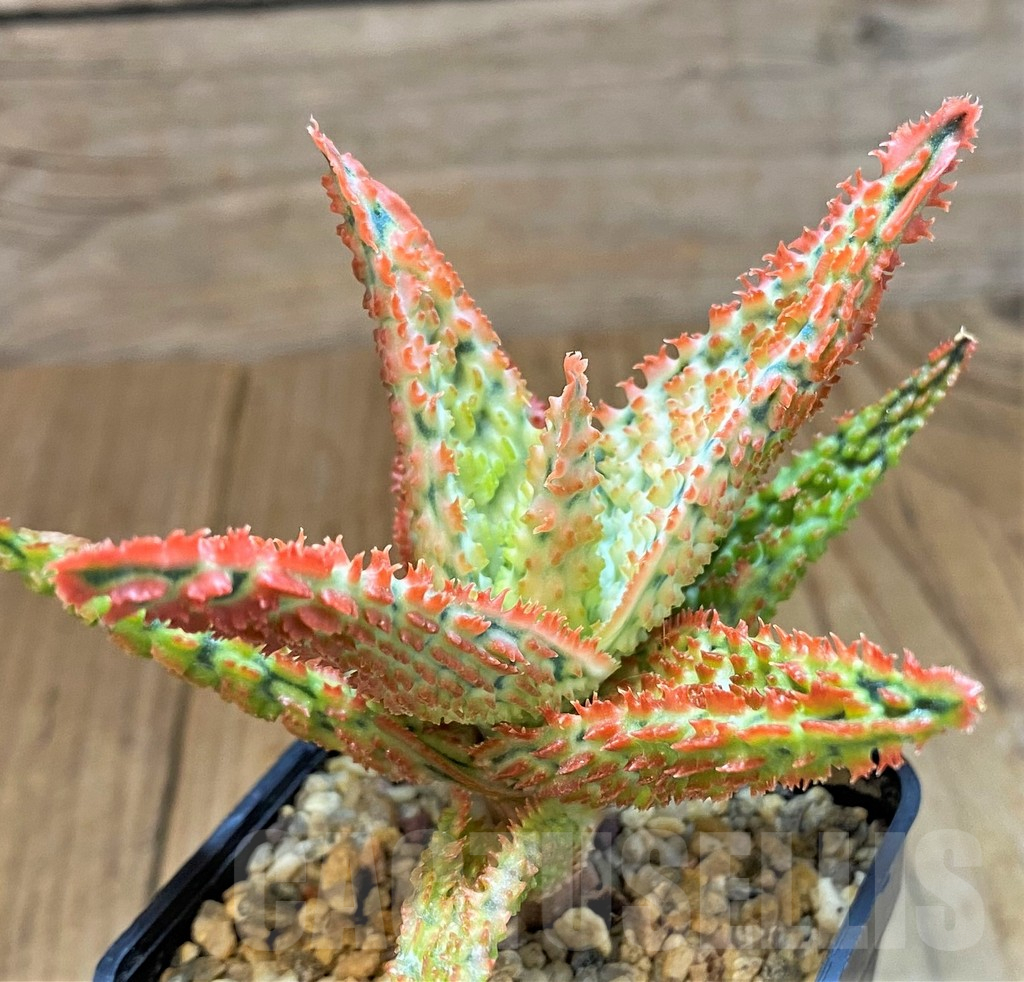 SH14242 Aloe TCT hybrid