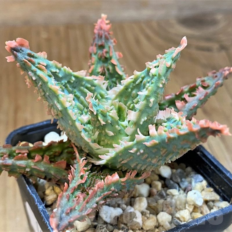 SH14253 Aloe TCT hybrid