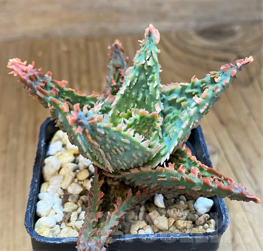 SH14253 Aloe TCT hybrid - Image 2