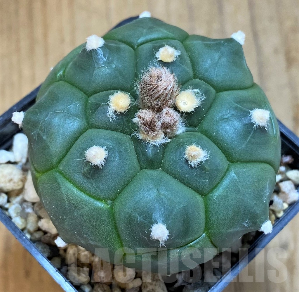 SH14291 Astrophytum asterias ‘Kikko’