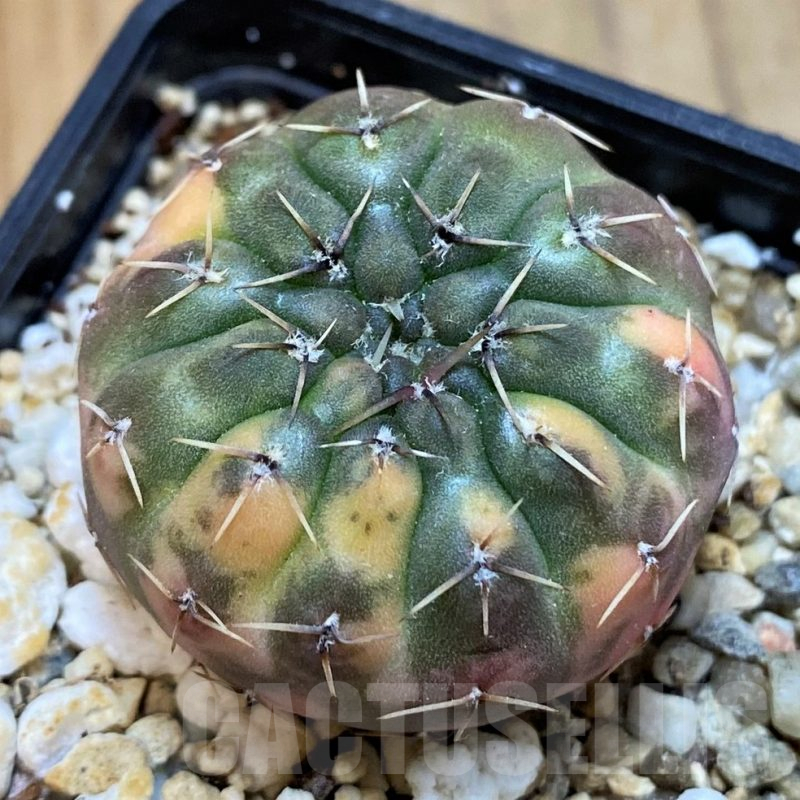 SH14304 Gymnocalycium stellatum f. variegata, seedling