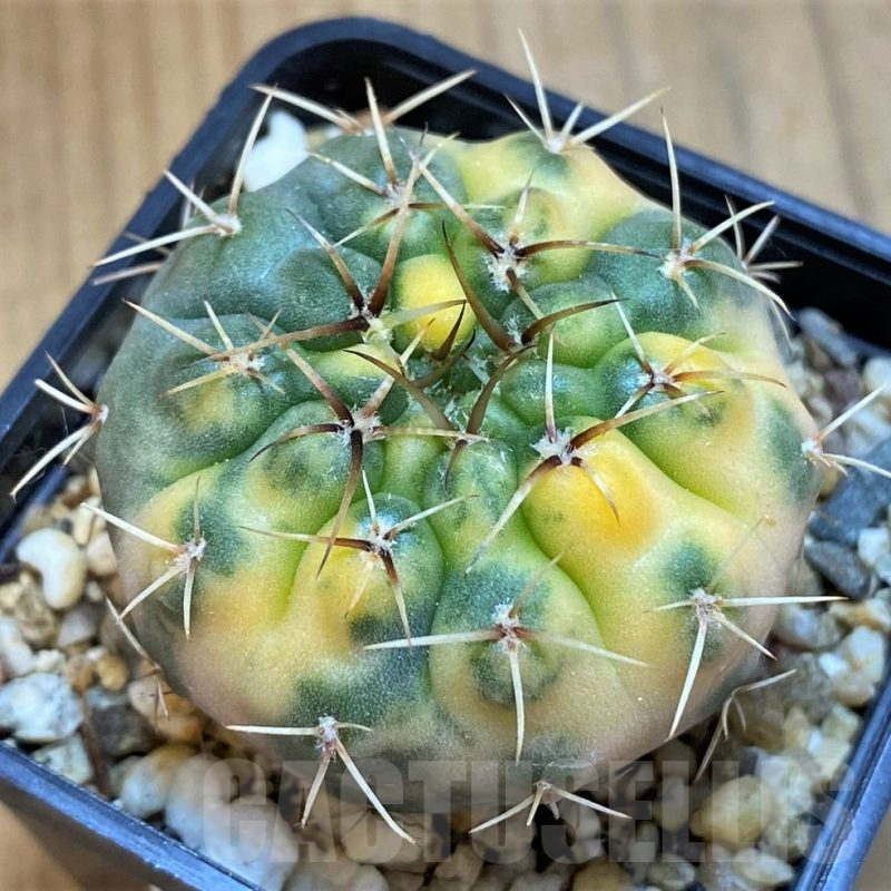 SH14305 Gymnocalycium stellatum f. variegata, seedling