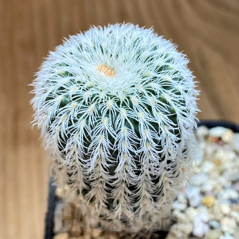 SH14318 Frailea densispina