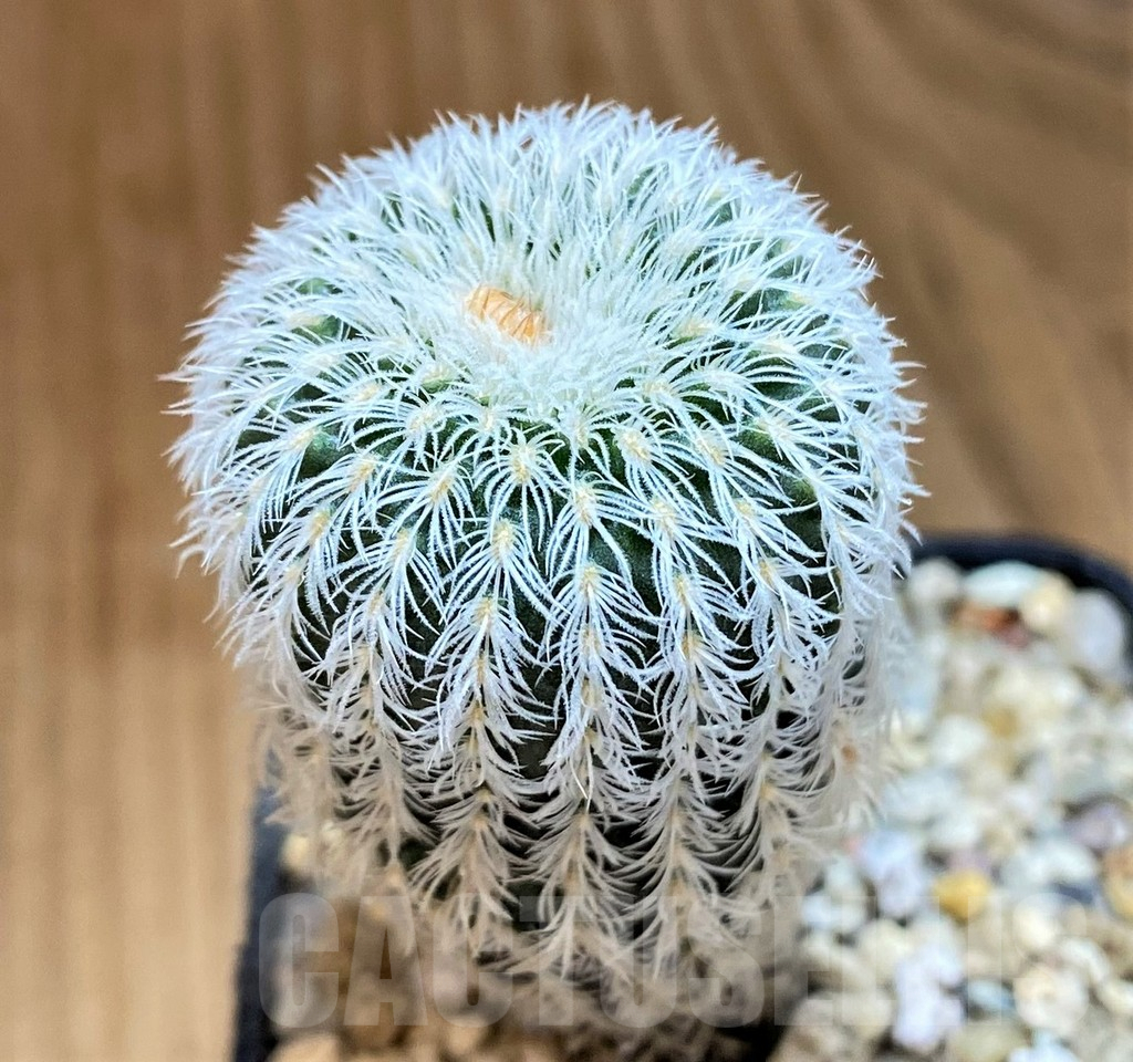 SH14318 Frailea densispina