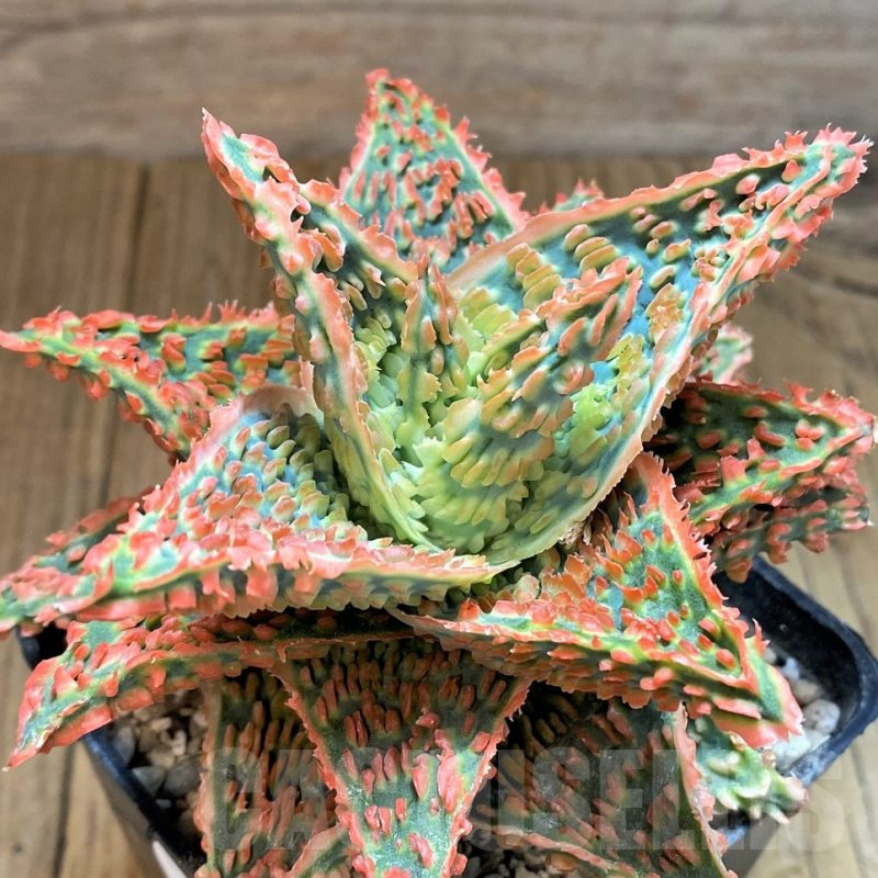 SH14256 Aloe TCT hybrid