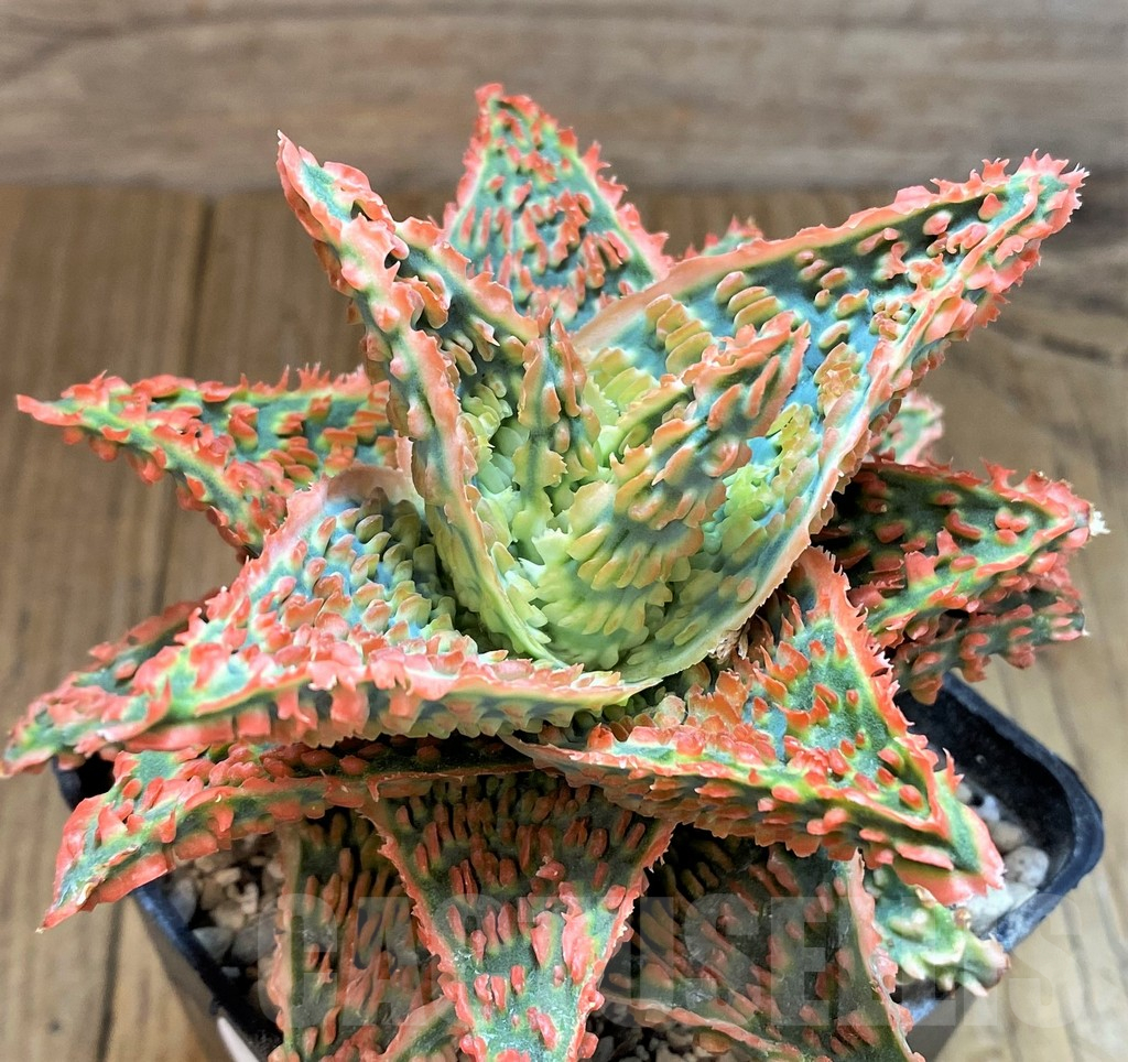 SH14256 Aloe TCT hybrid