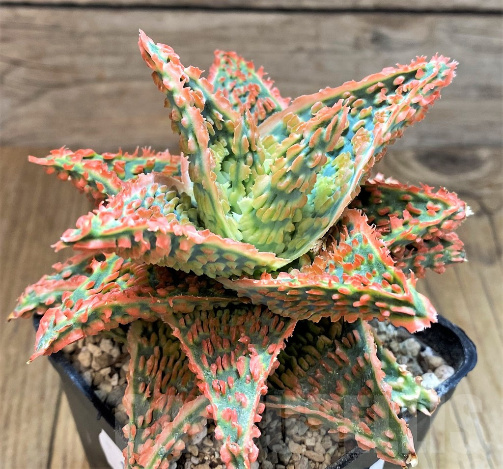 SH14256 Aloe TCT hybrid - immagine 2