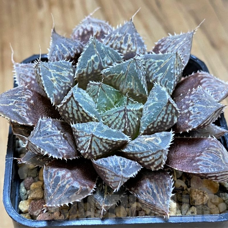 Tillandsia Icy Elf 速達発送 Tillandsia ionantha 'Icy Elf' アイシー