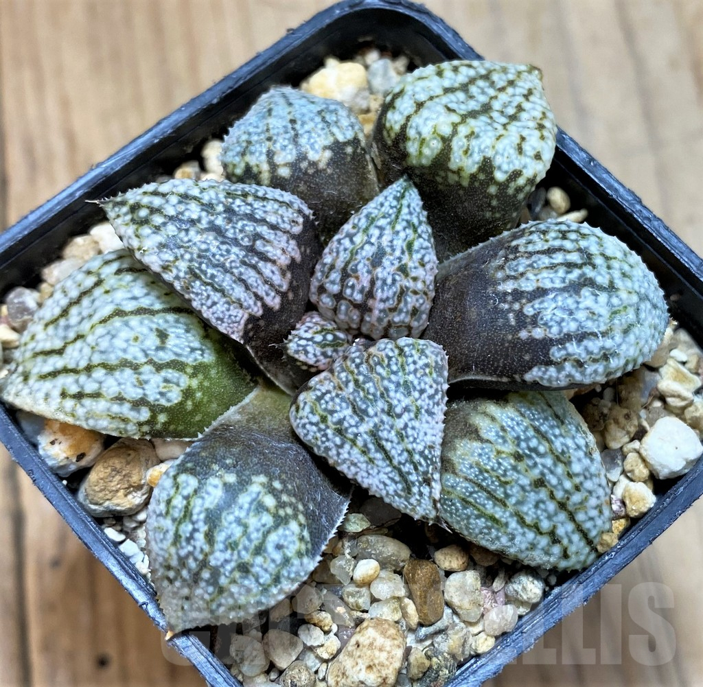 SH14436 Haworthia picta -Japan-