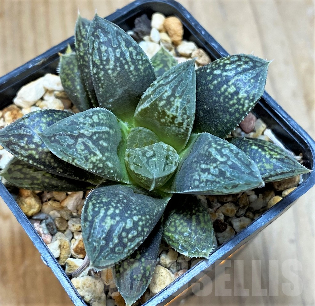 SH14437 Haworthia 'Mordor' x 'Nautilus' - Image 2