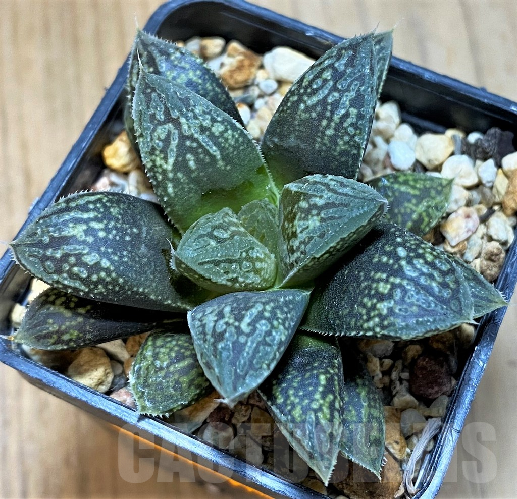 SH14437 Haworthia 'Mordor' x 'Nautilus'