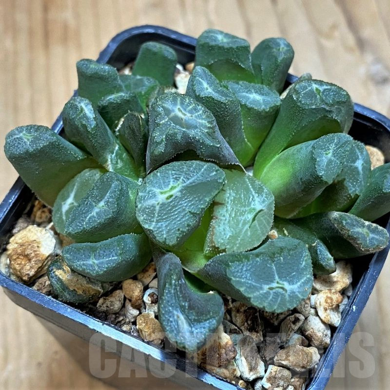 SH14443 Haworthia maughanii -Japan-
