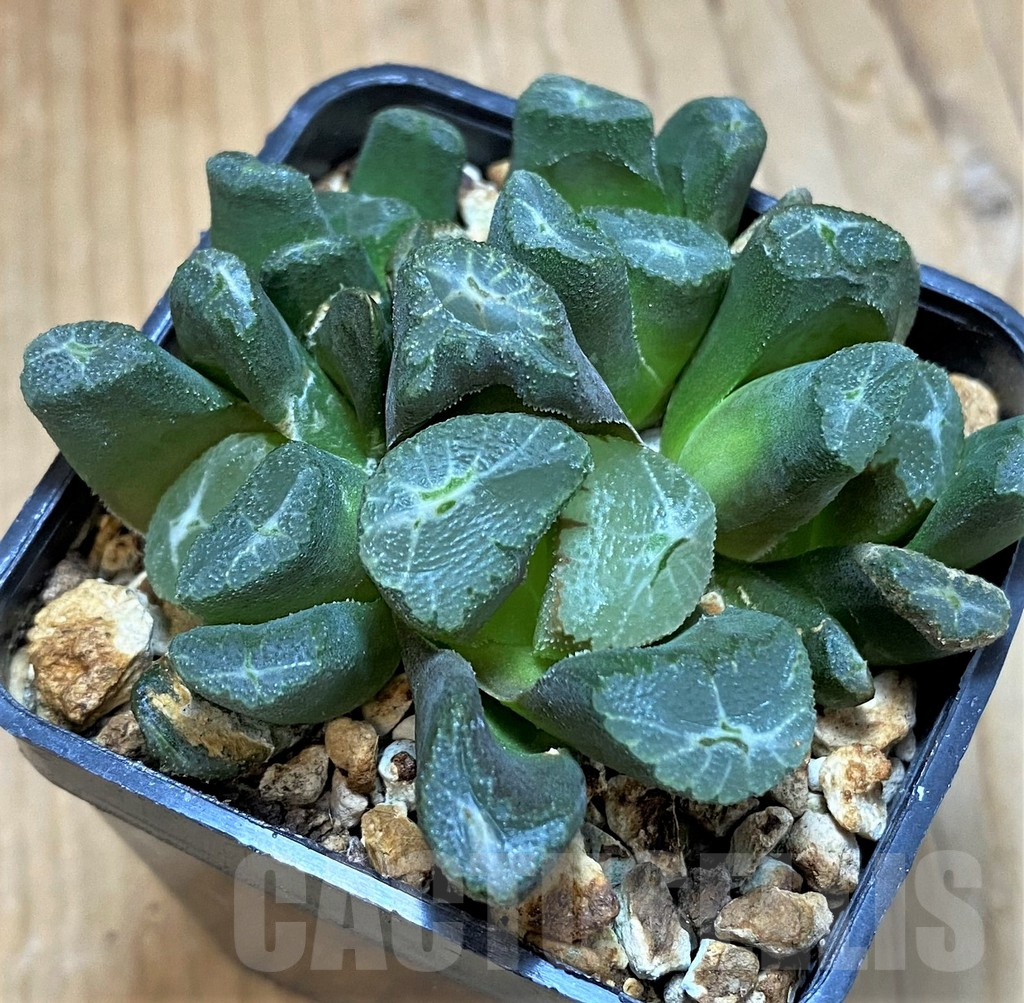 SH14443 Haworthia maughanii -Japan-
