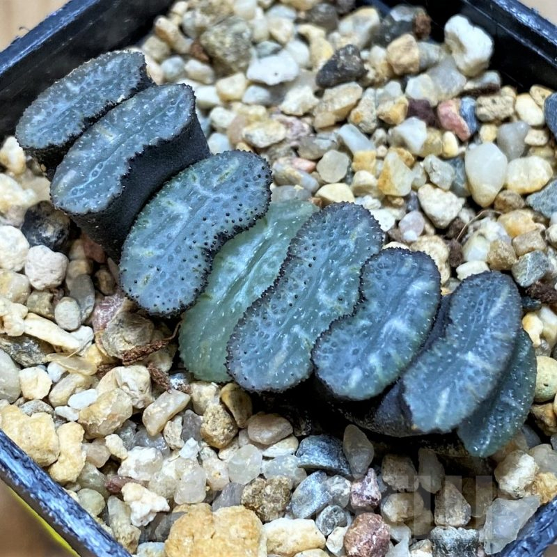 SH14444 Haworthia truncata -Japan-, seedling